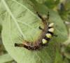 Orgyia antiqua